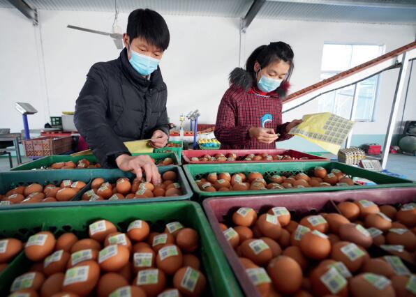 >> 山東省鄒平市永強(qiáng)畜牧合作社農(nóng)民在雞蛋上粘貼農(nóng)產(chǎn)品合格證二維碼，掃碼可 查驗(yàn)、追溯農(nóng)產(chǎn)品質(zhì)量安全信息。
