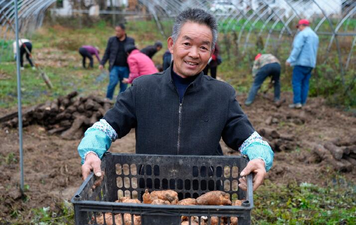 陜西省漢中市略陽縣天麻種植基地采挖現(xiàn)場。