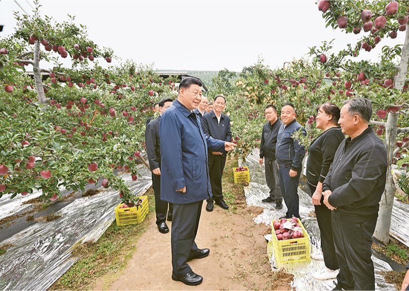 2024年9月10日至13日，中共中央總書記、國家主席、中央軍委主席習(xí)近平在甘肅考察。這是11日上午，習(xí)近平在天水市麥積區(qū)南山花牛蘋果基地考察時(shí)，走進(jìn)果林了解相關(guān)種植、技術(shù)和管理情況。 新華社記者 謝環(huán)馳/攝